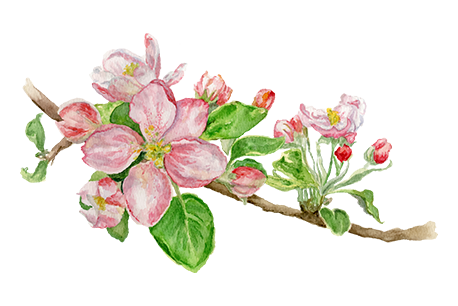 Apple Blossom.png