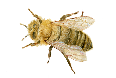 Honey Bee.png