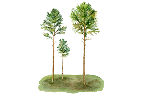 Pine Trees.png